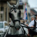 Zlatne žice Slavonije - Najveći festival tamburaške glazbe u Hrvatskoj - Zlatne žice Slavonije: Petak 6.9.2024.